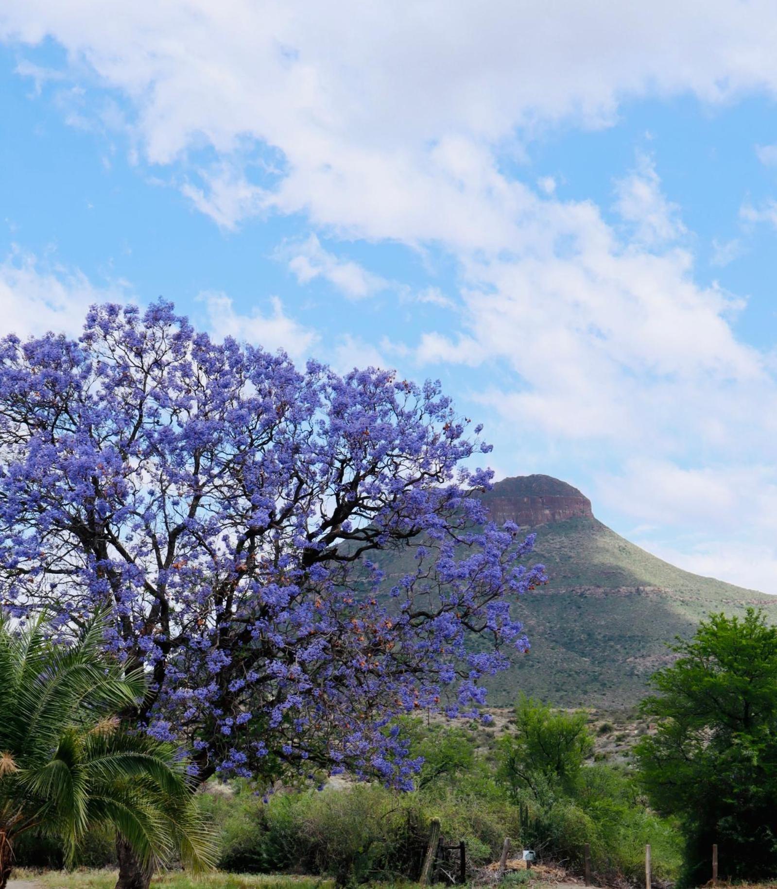 River Bend Guesthouses Graaff-Reinet Εξωτερικό φωτογραφία
